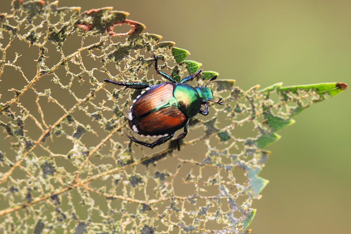 Japankäfer frisst Löcher in Obstbaumblätter