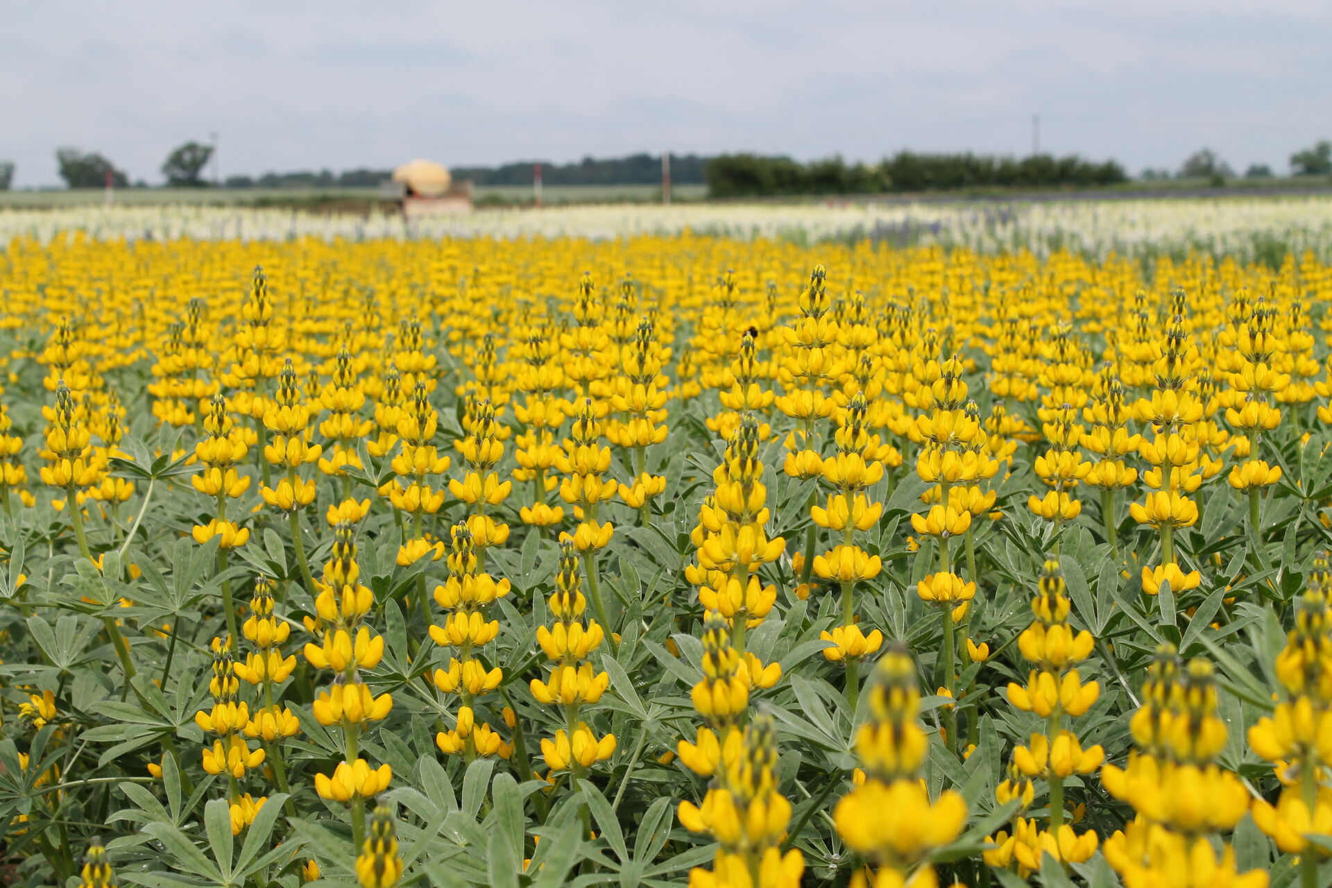 Gelbe Lupine 