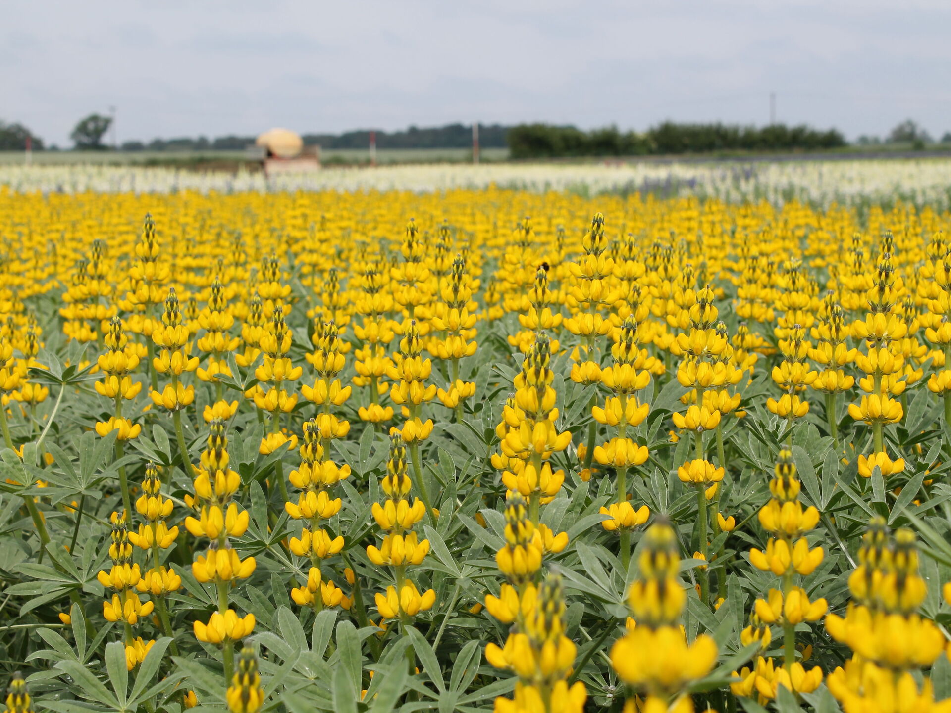 Zuchtfortschritt. Kehrt die gelbe Lupine zurück?