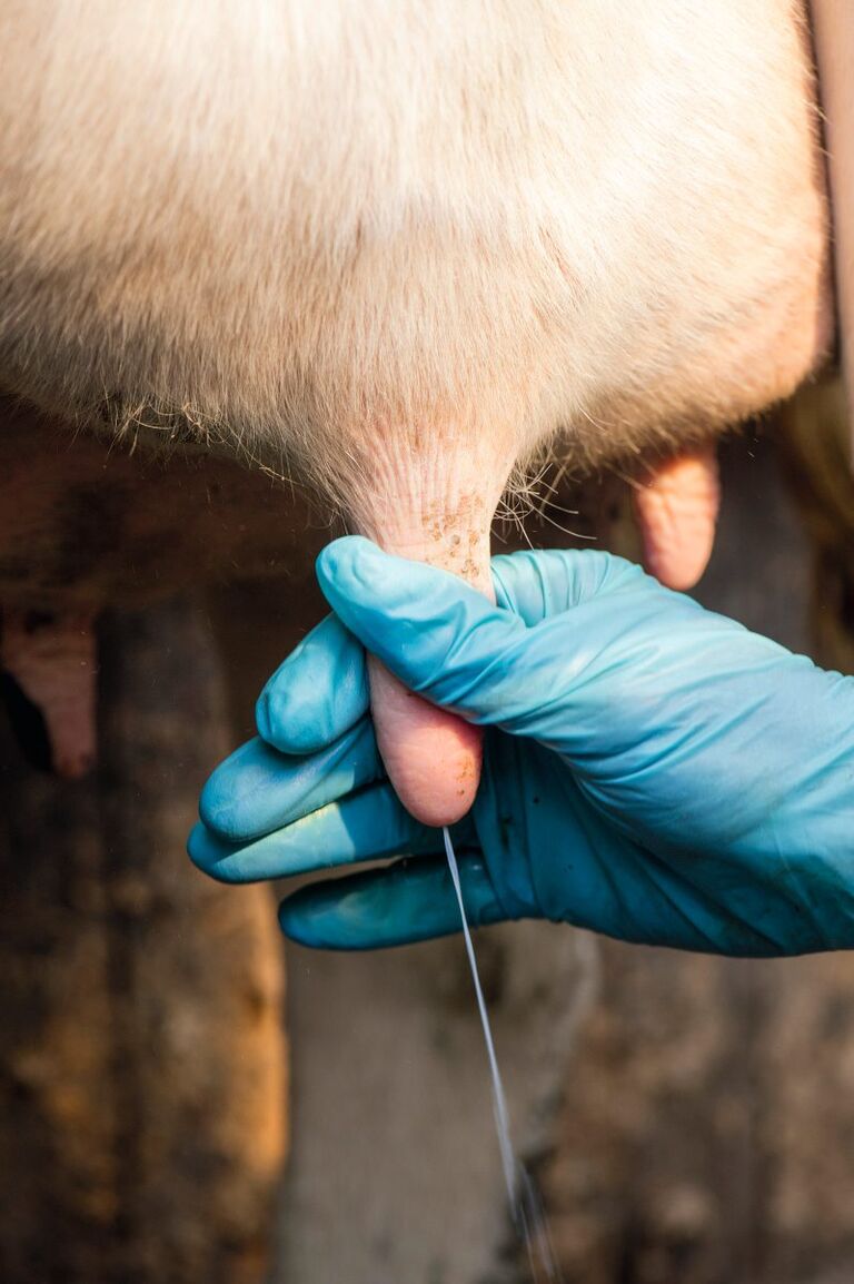 Eine Hand mit Handschuh melkt ein Kuheuter