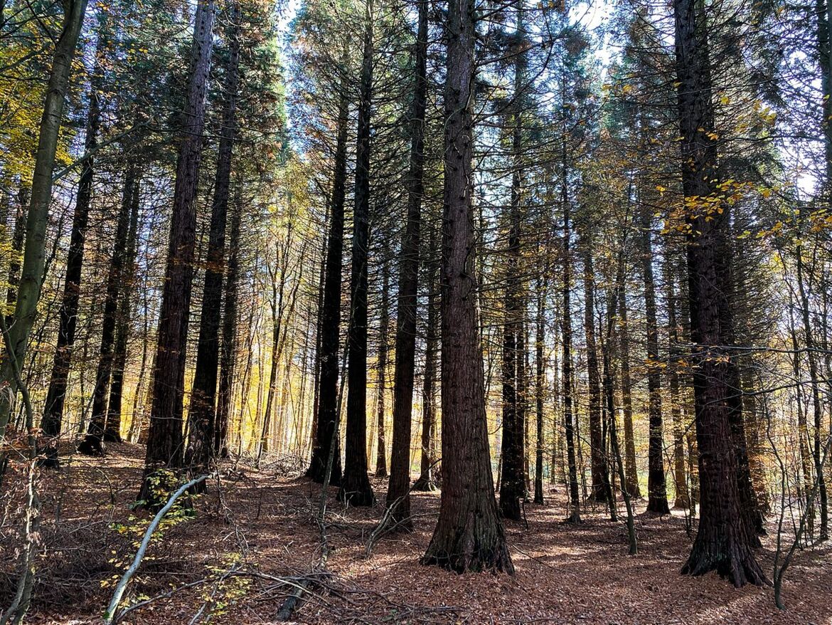 Bäume im Wald 