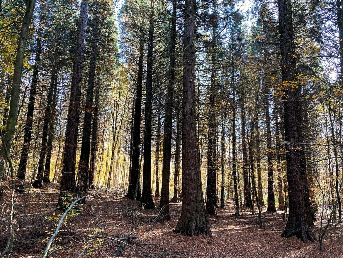 Kommentar. Den Wald vor lauter Bäumen nicht sehen