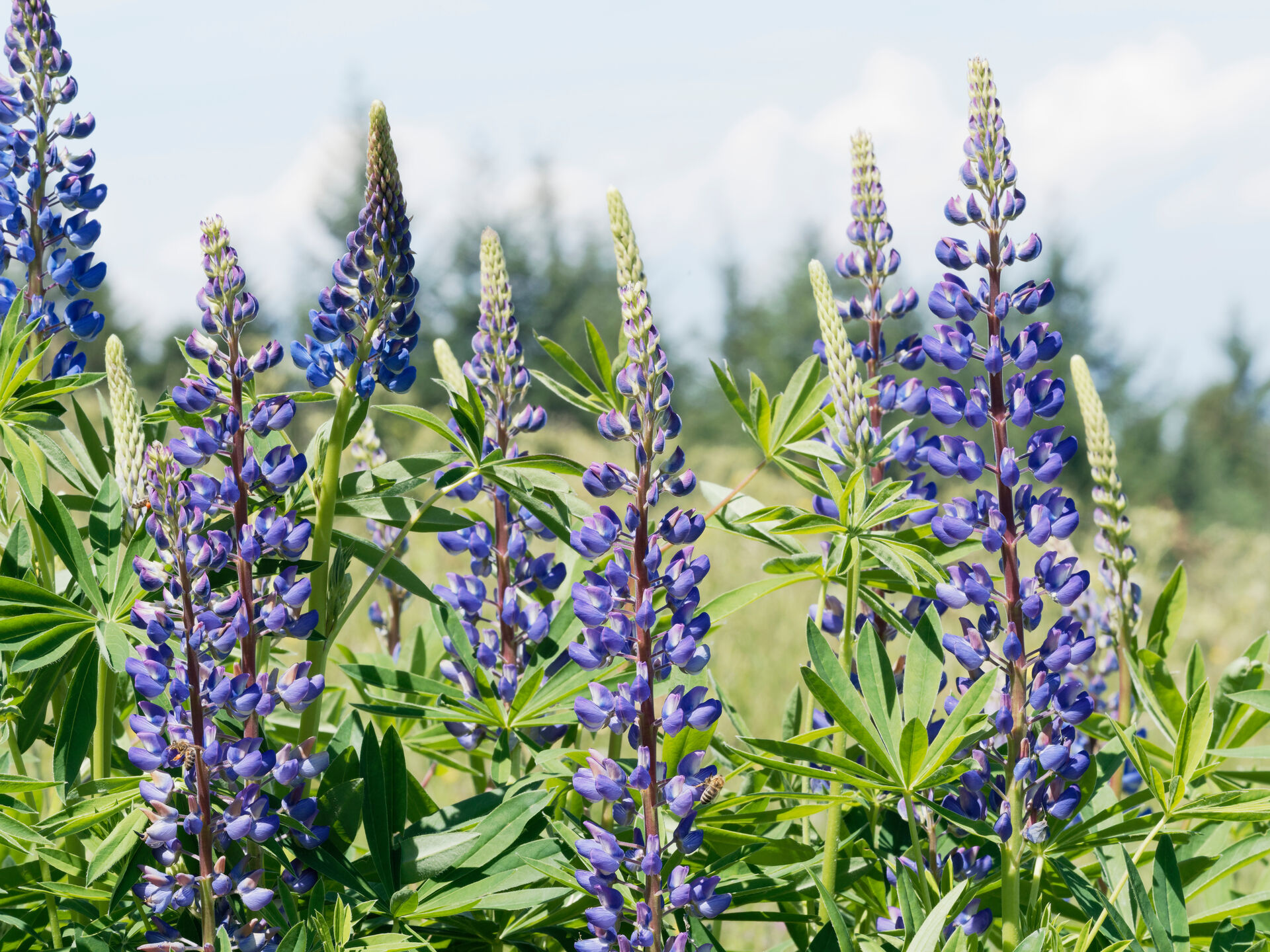 Blaue Lupine 