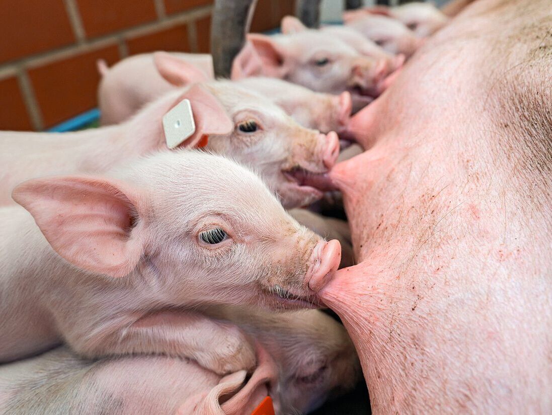 Jungsauenfruchtbarkeit. Die Grundlagen nicht vergessen!