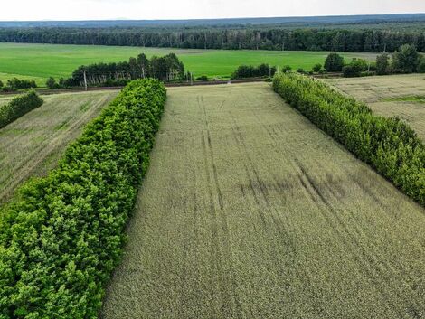 Agroforstwirtschaft. Einfach noch nicht attraktiv genug 