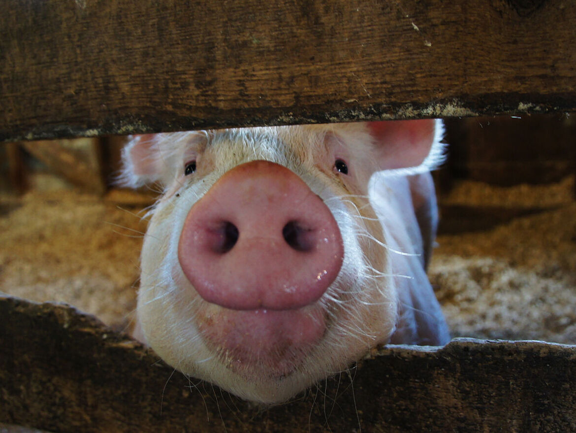 Schweine: Betriebe in den USA bauen Bestände auf 