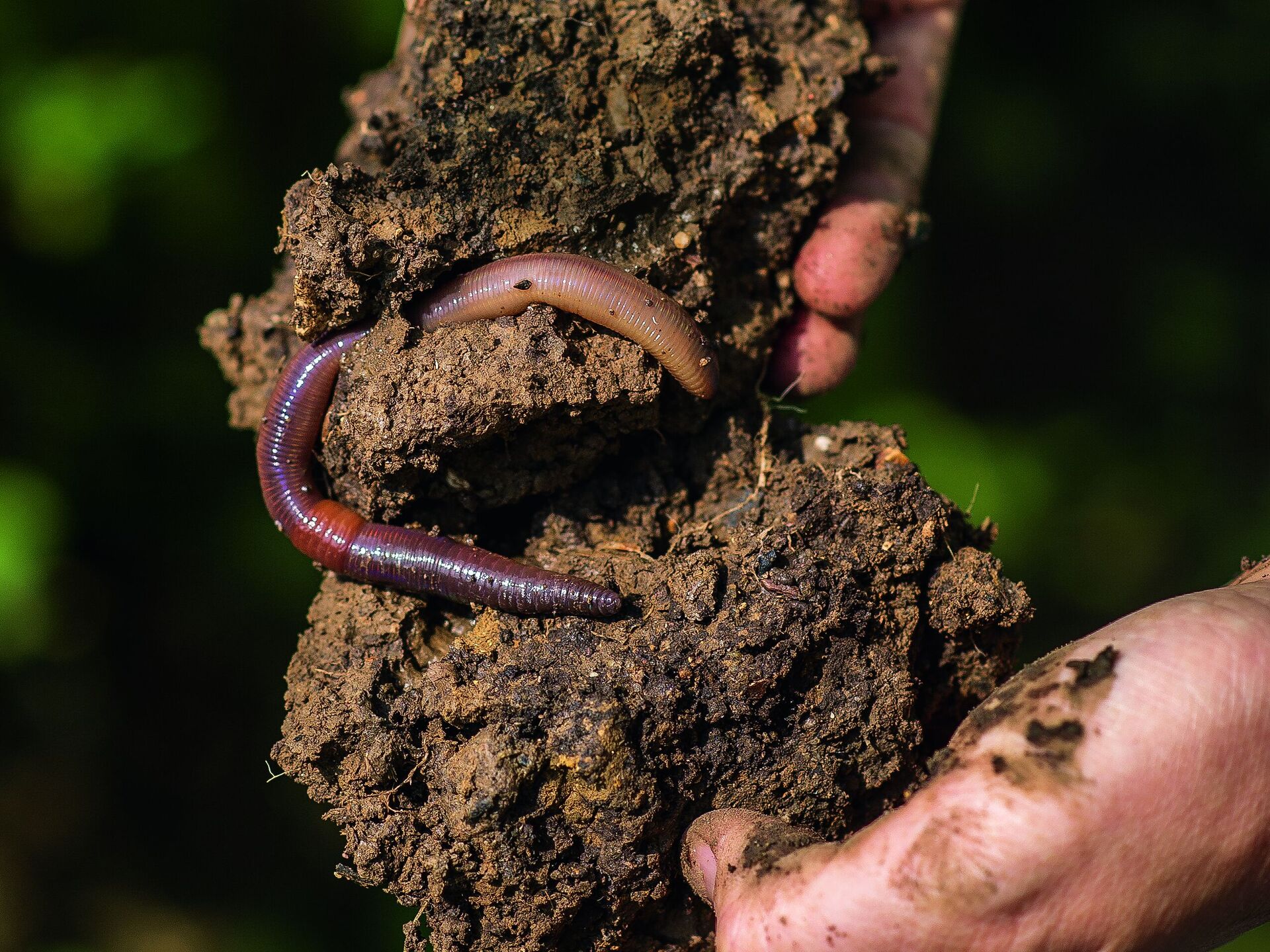 Regenerative Landwirtschaft