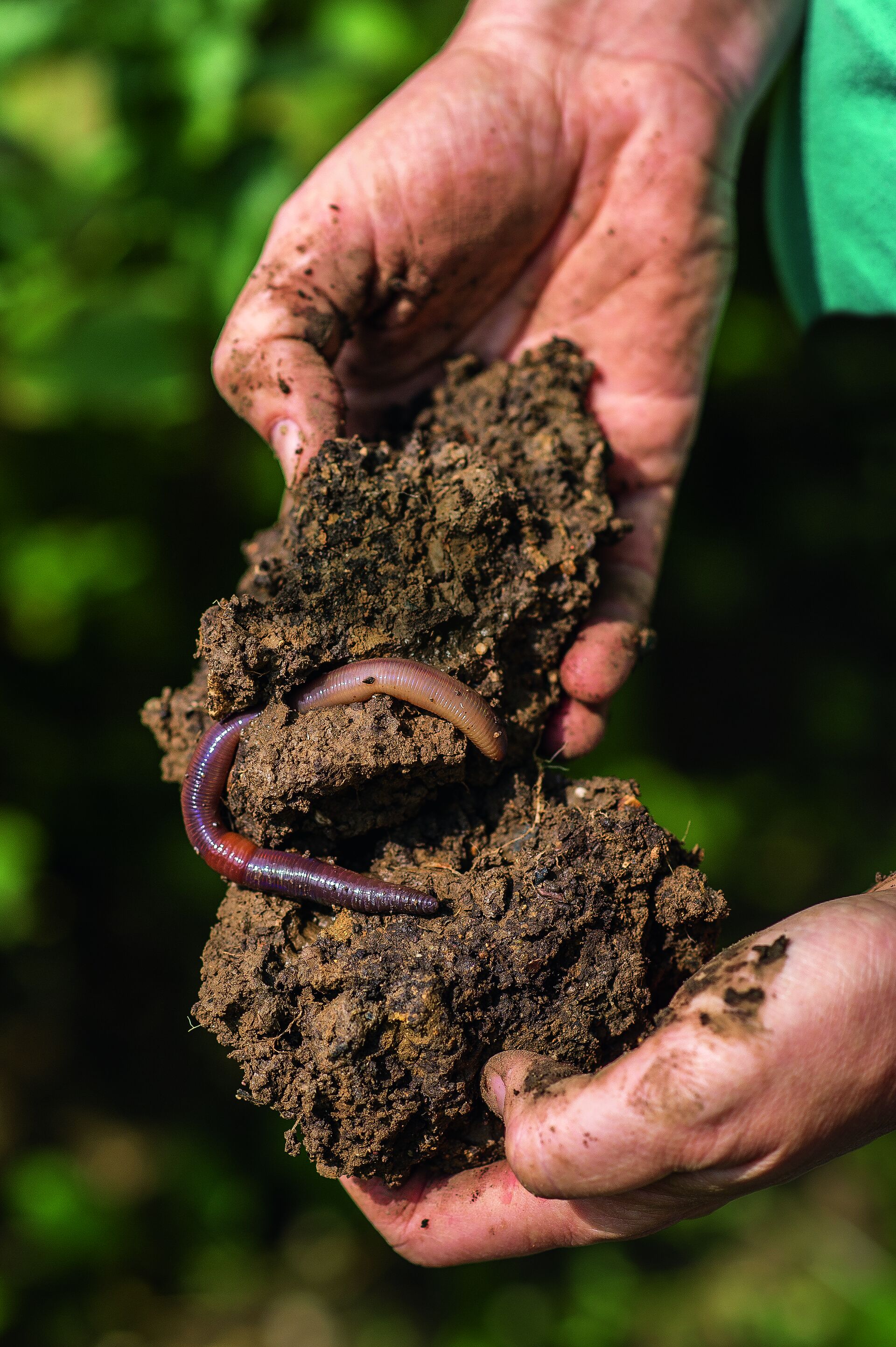 Regenerative Landwirtschaft