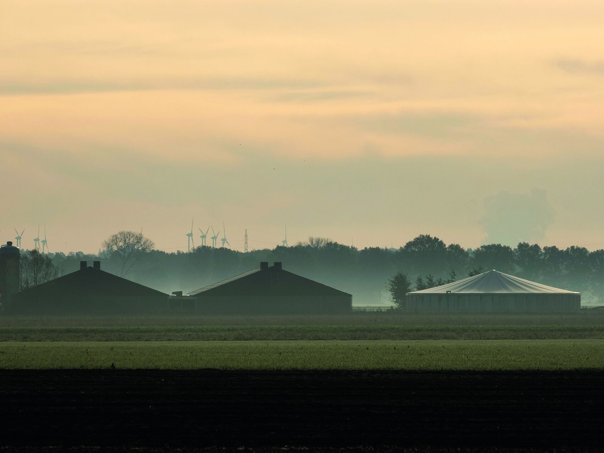 Schweineproduktion Niederlande. Bezahlter Ausstieg im großen Stil