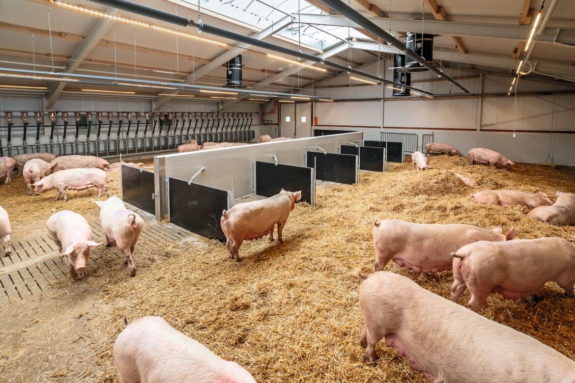 Sauen in einem neuen Stall mit Stroheinstreu