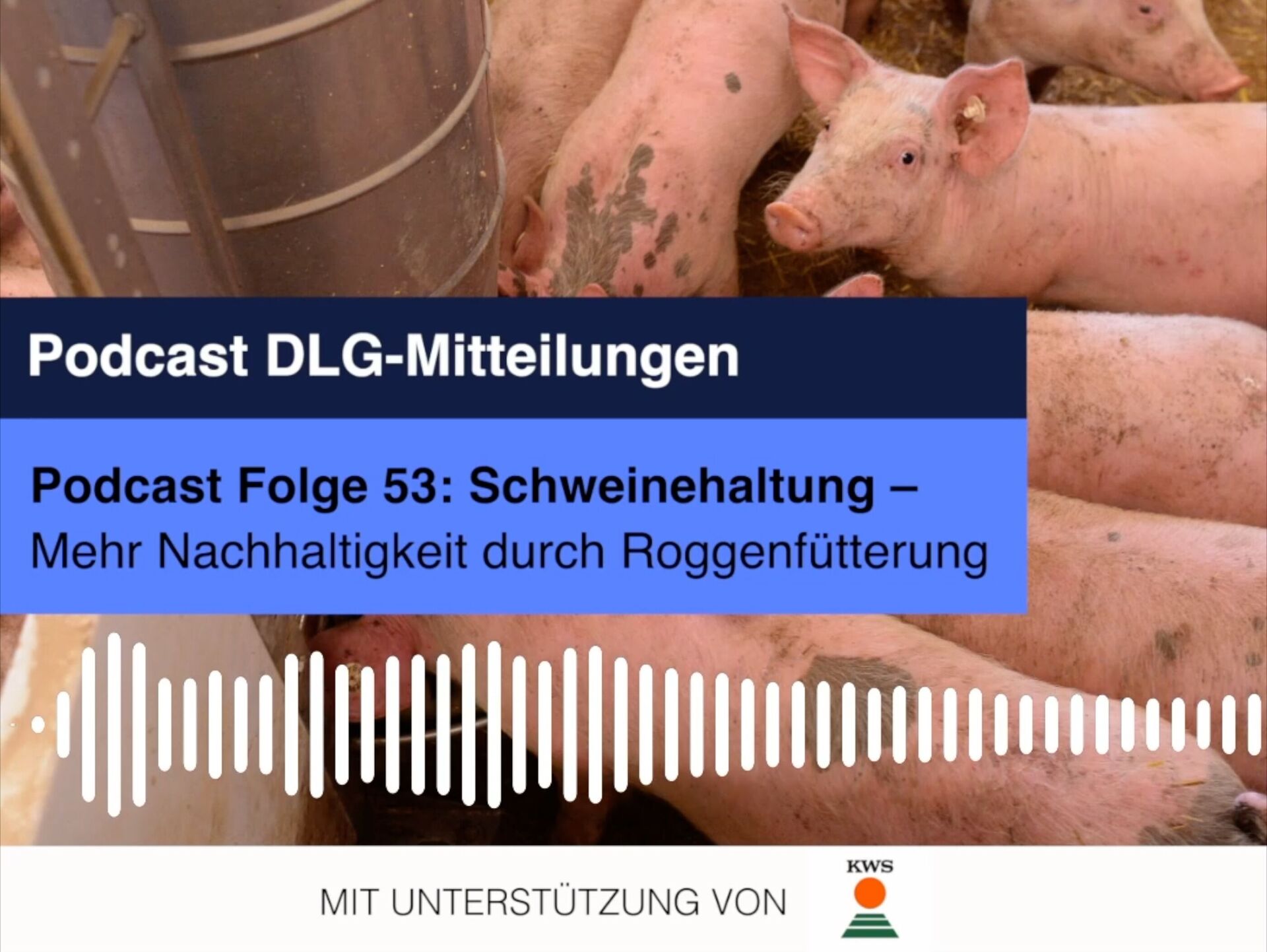 Schweinehaltung. Mehr Nachhaltigkeit durch Roggenfütterung