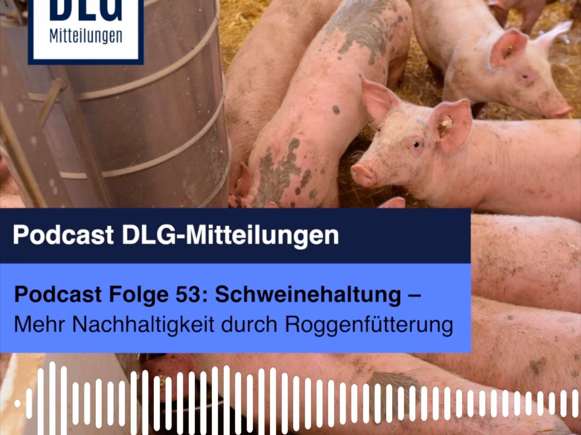 Schweinehaltung. Mehr Nachhaltigkeit durch Roggenfütterung