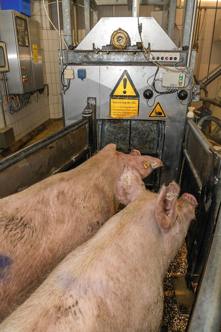 Schweine vor einer Dip-Lift- Betäubungsanlage