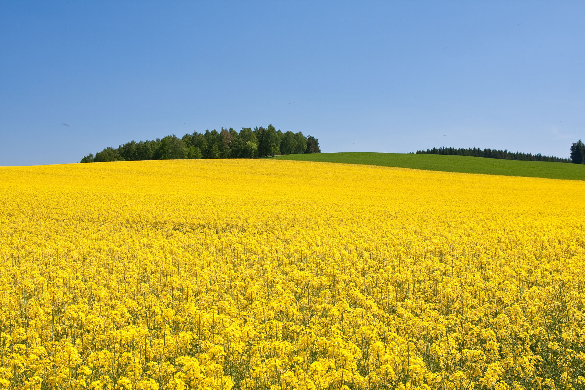 Leuchtend blühendes Rapsfeld