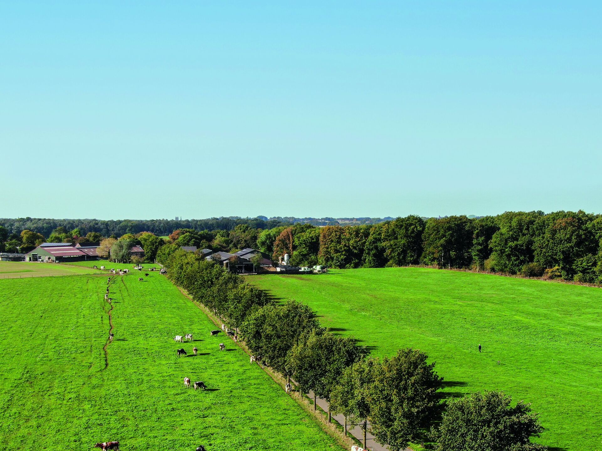 Milchproduktion Niederlande. Immer größer, immer intensiver?