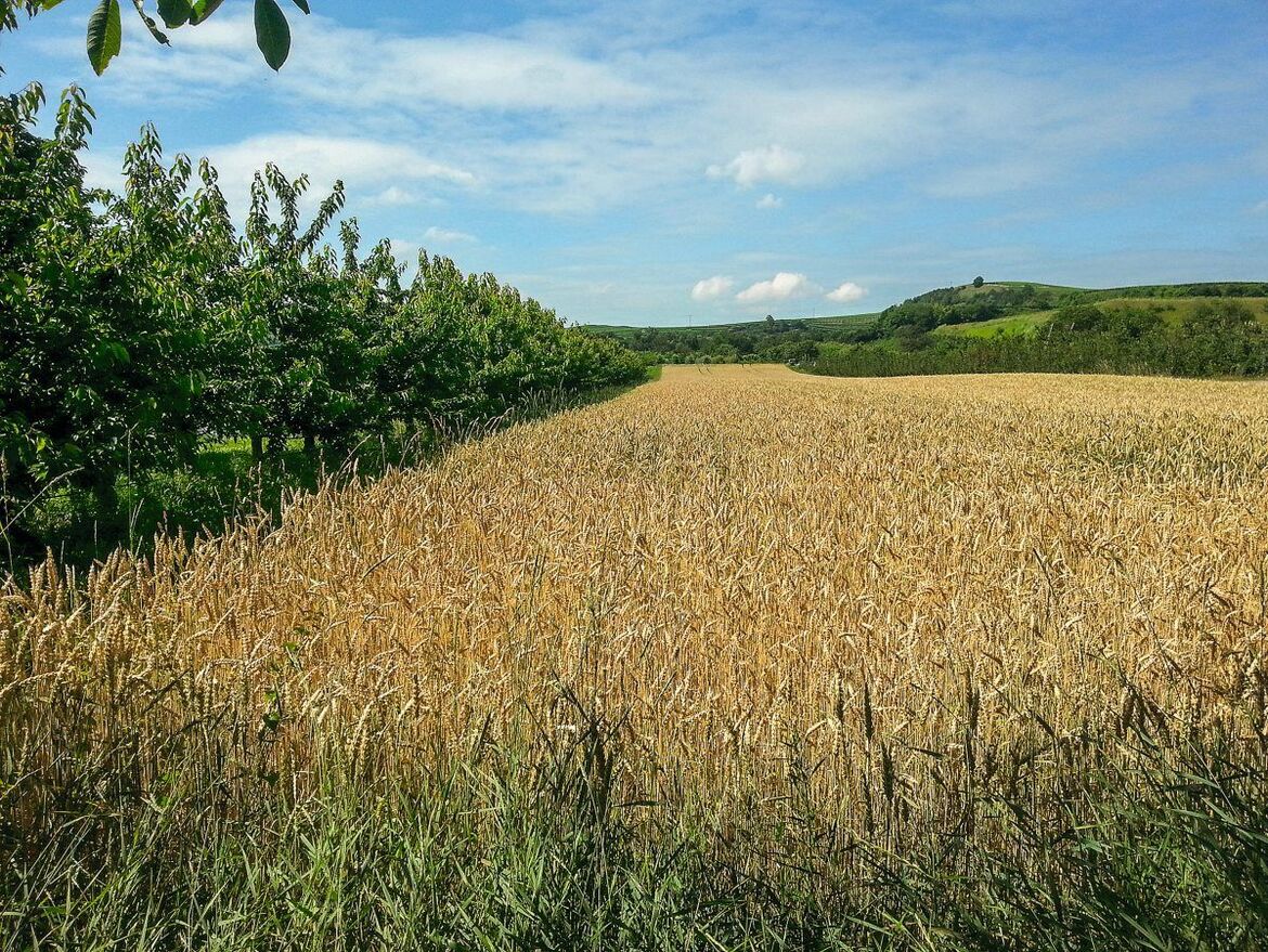 Carbon Farming. Die Möglichkeiten sind begrenzt