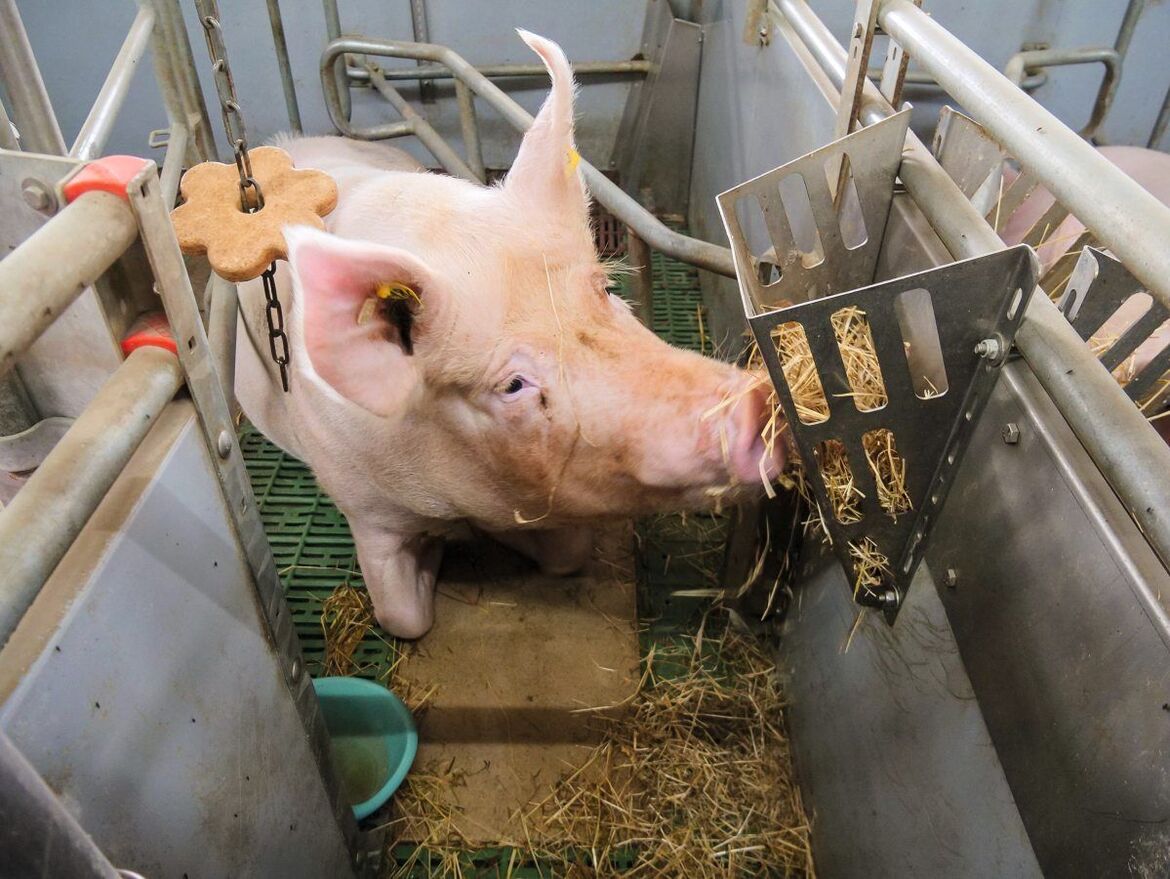 Nestbaumaterial. Stroh gegen Erdrückungsverluste