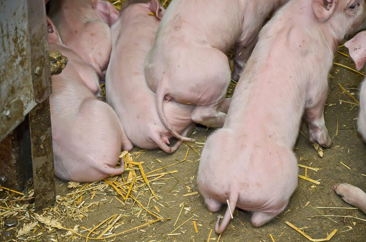 Ferkel mit Ringelschwanz im Stall