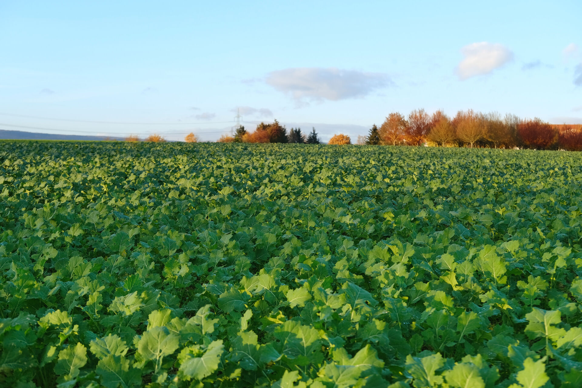 Winterrapsbestand im Herbst 