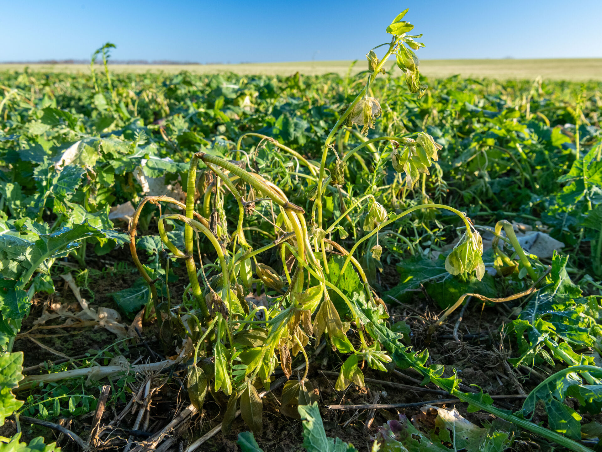 Blick ins Feld. Optimales Zwischenfruchtmanagement