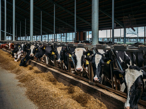 Milchviehhaltung. Smart unterwegs im Stall