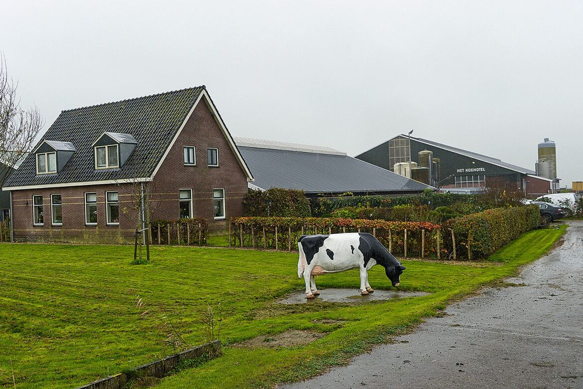 Milchviehbetrieb in den Niederlanden