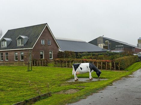 Niederlande. Stickstoff: Zu viel versprochen?