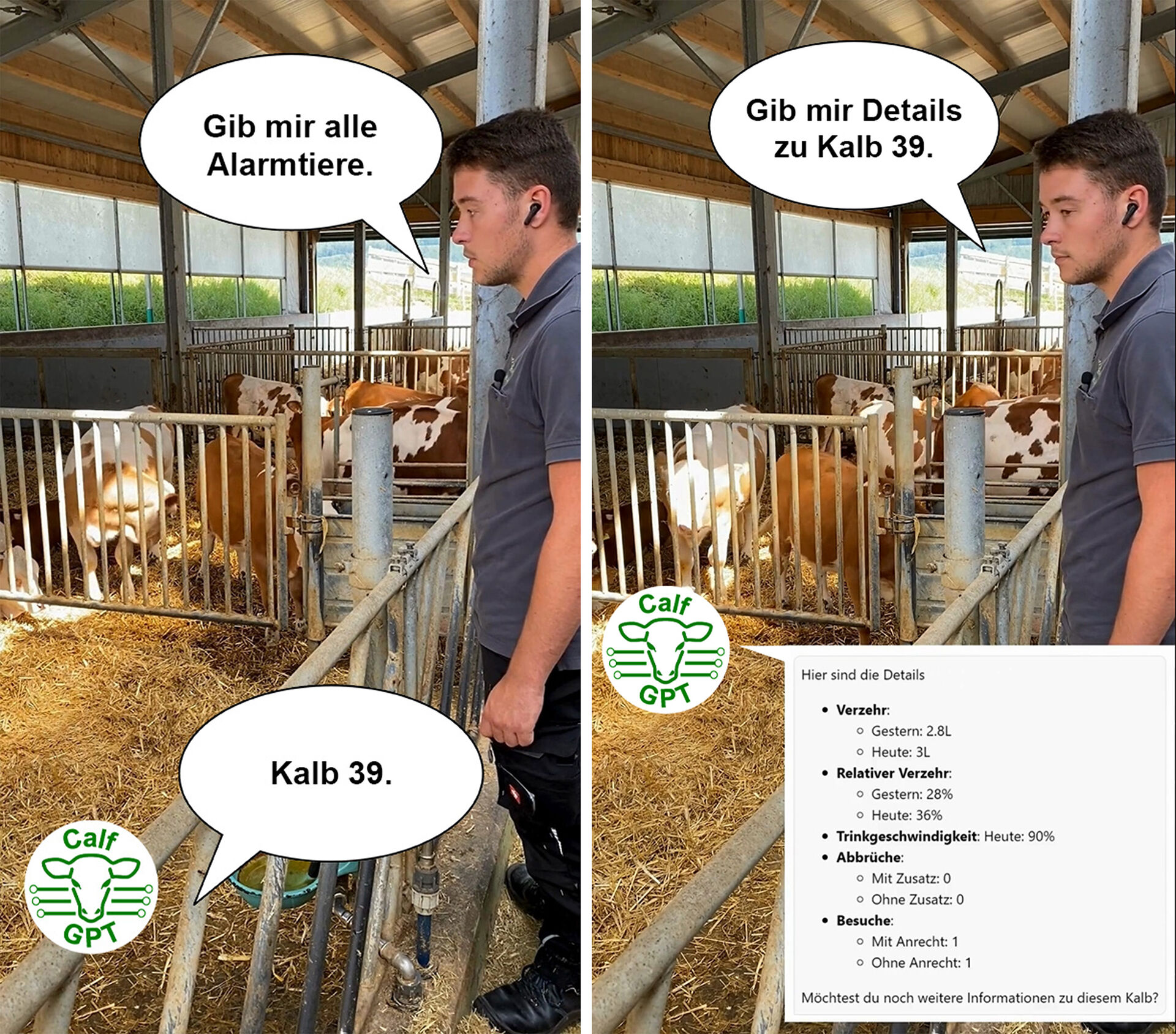 Landwirt im Kälberstall