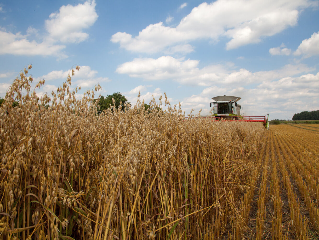 Getreide: Inlandsverbrauch legt spürbar zu