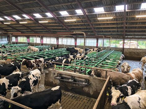 Tierhaltungskennzeichnung. Nun geht es ums Rindfleisch