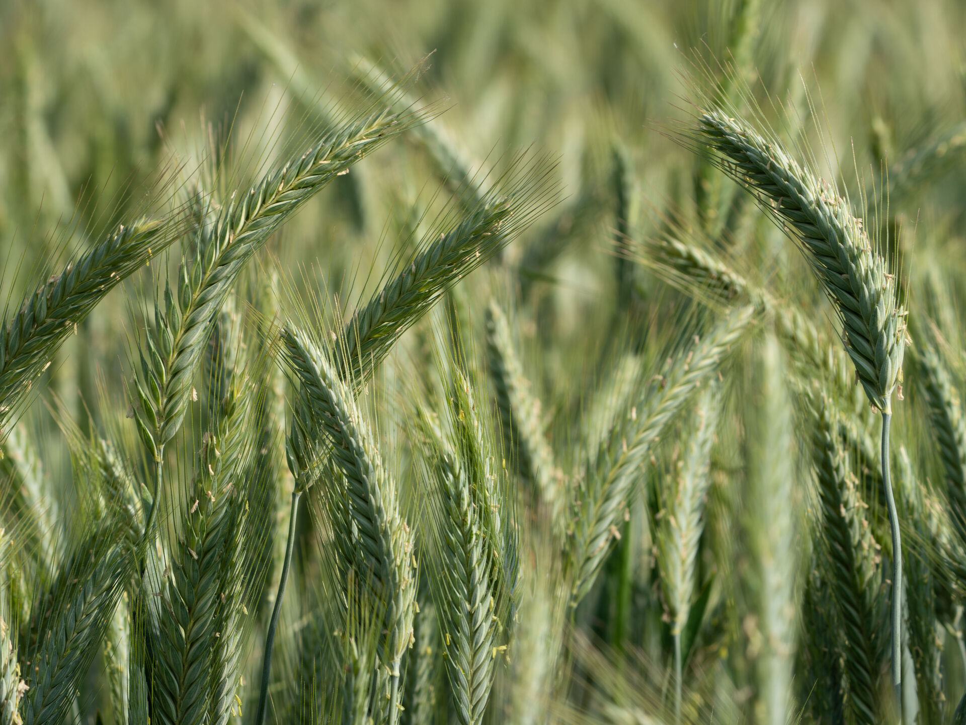 Getreide. Wo Hybridroggen den Weizen schlägt