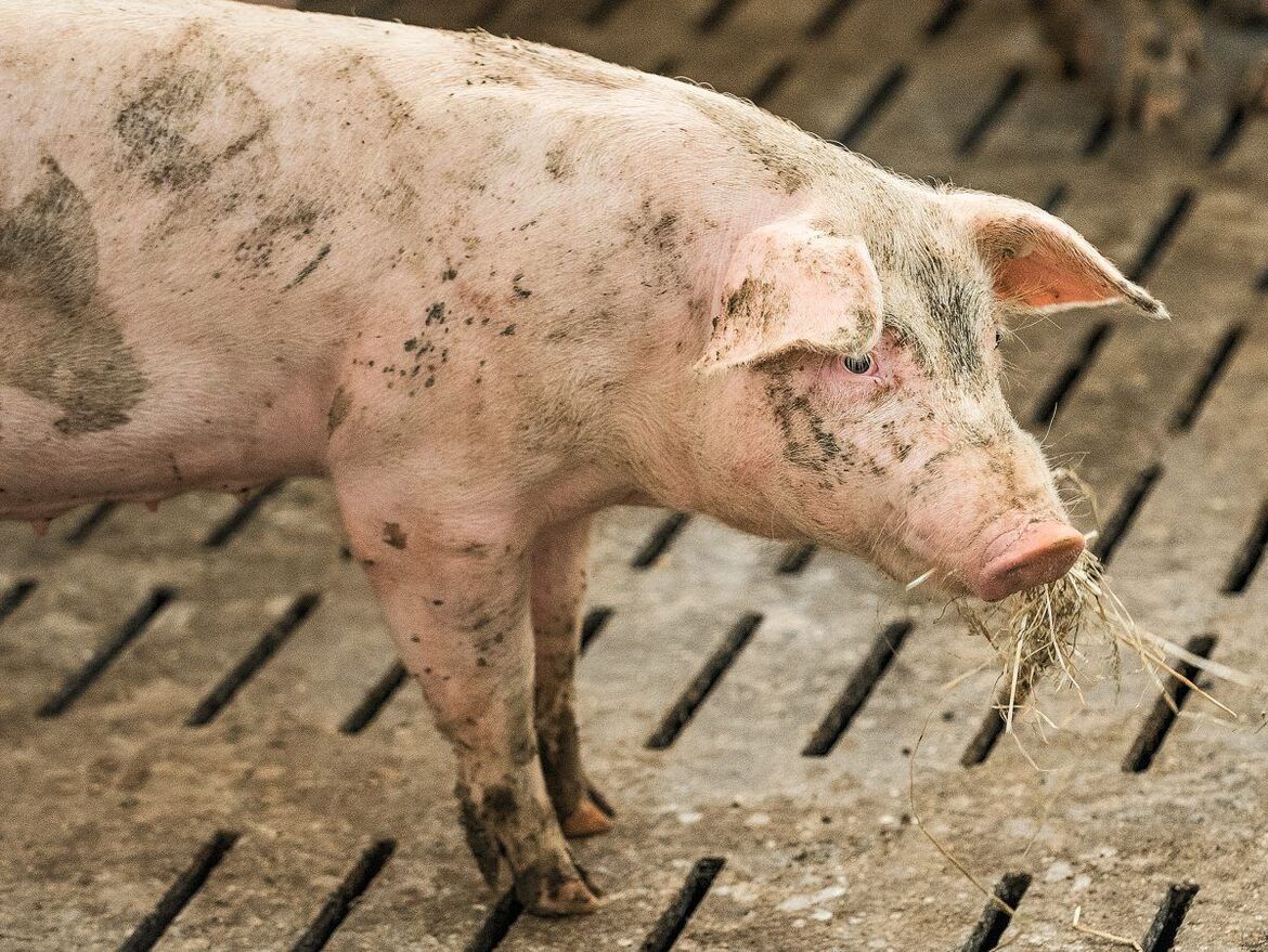 Schweinefütterung. »Faserfutter erhöht die Emissionen«