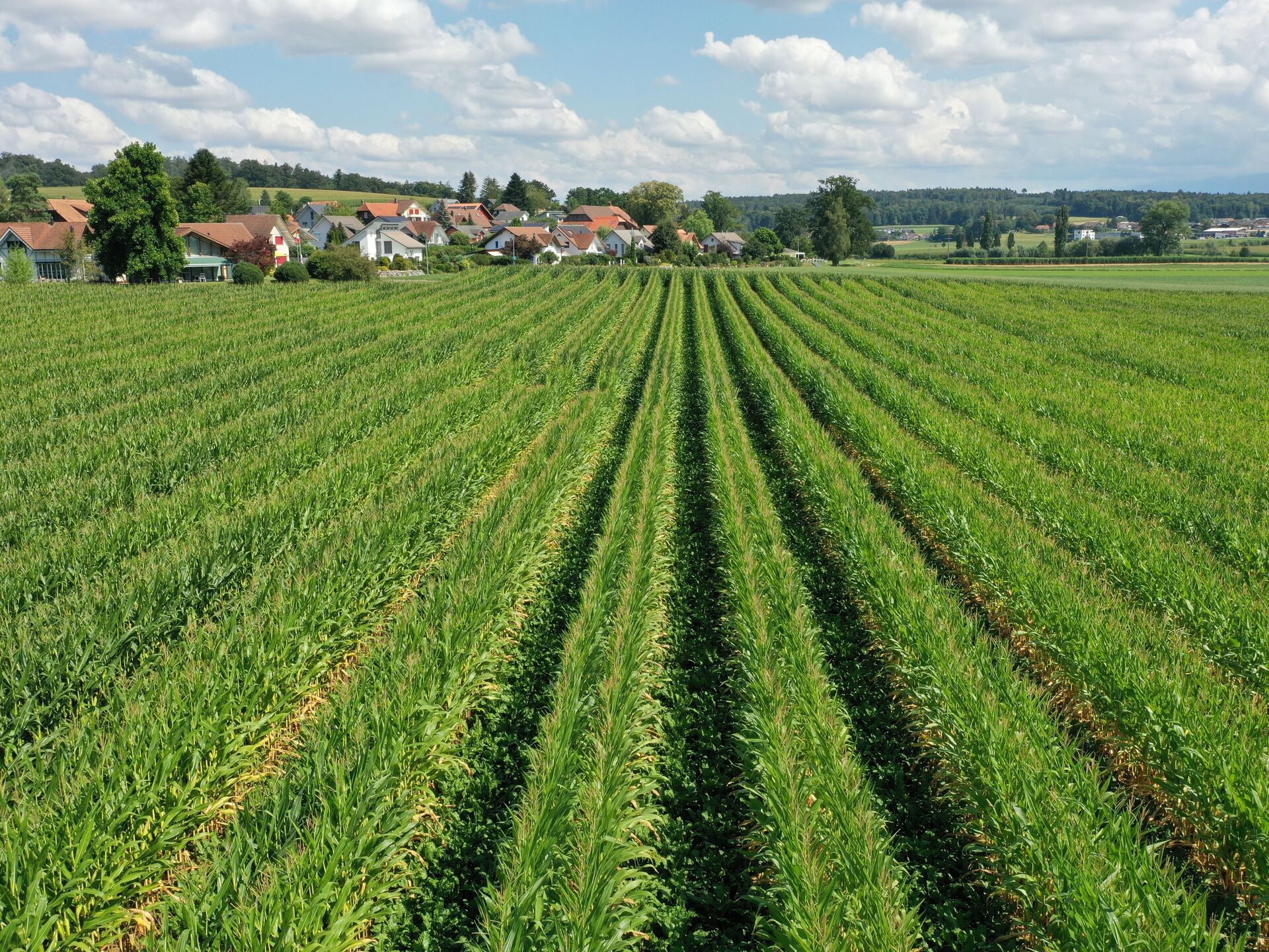 Staffelanbau. Ein natürlicher »Zaun« gegen SBR