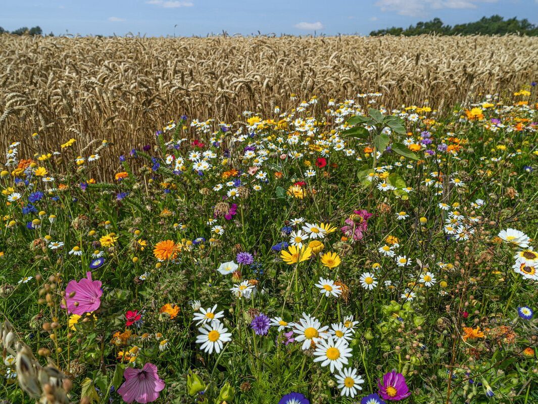 Anreize. So wird Biodiversität zum Geschäftsmodell