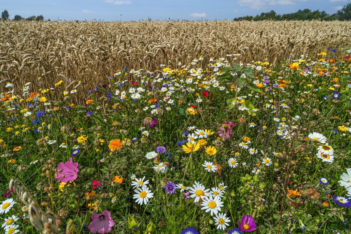 Biodiversität 