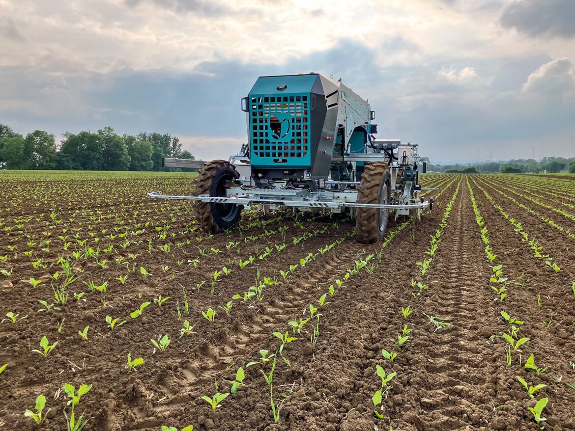 Roboter auf Zuckerrübenfeld 